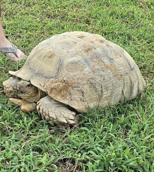 Turtle Rocks